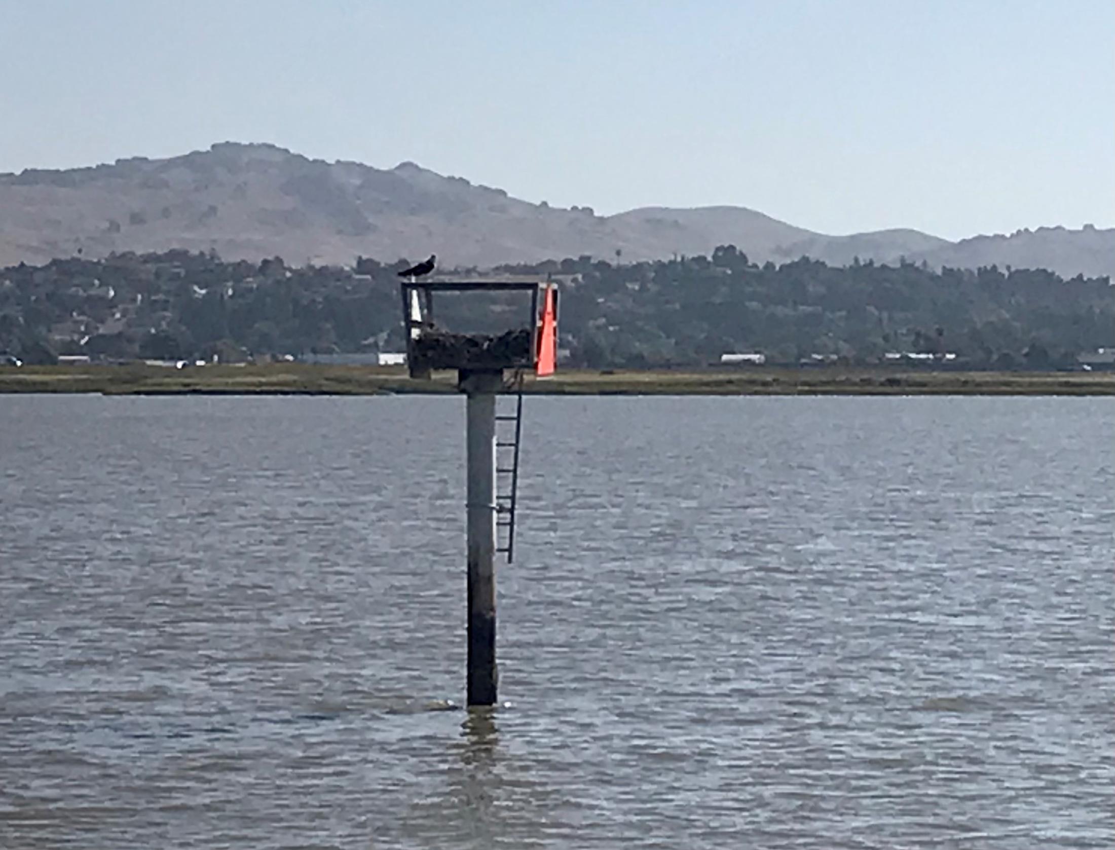 One of several osprey at nesting sites along the river.