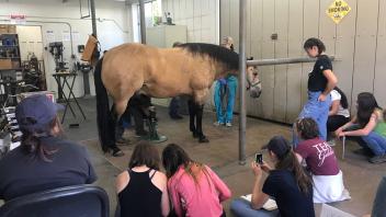 UC Davis Pre-College students watch a demonstration by a campus farrier