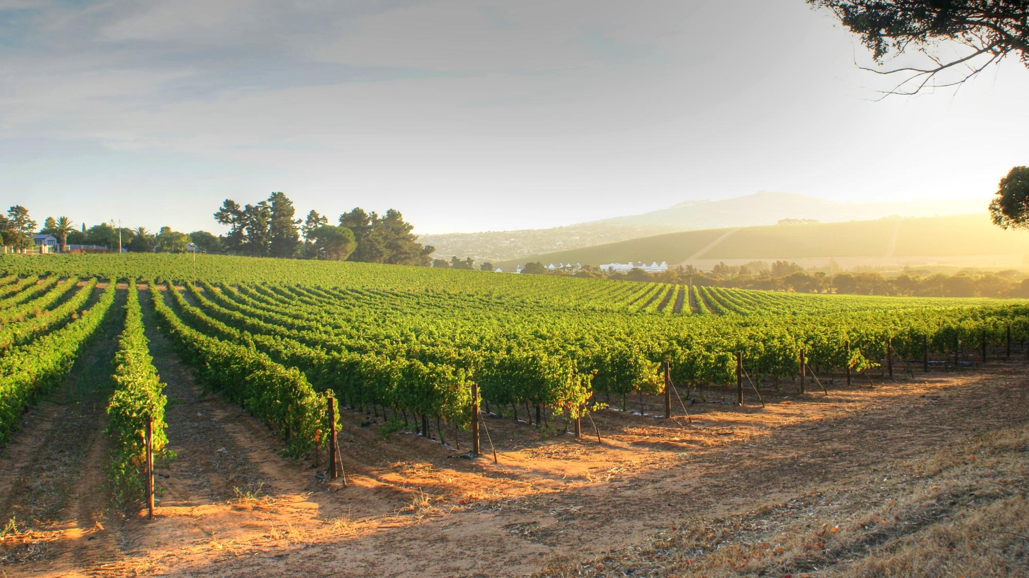 Vineyard shot