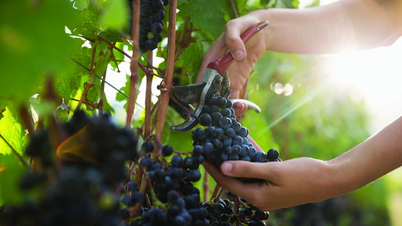 close up of wine grapes