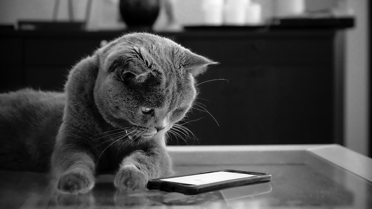 cat looking at cell phone