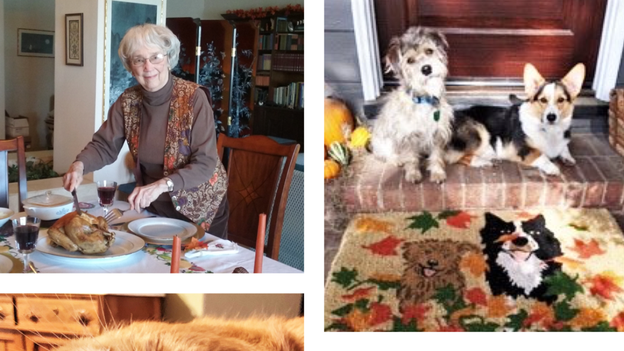 OLLI members' Thanksgiving submission photos collage of OLLI member thanksgiving photos with pets and turkey carving