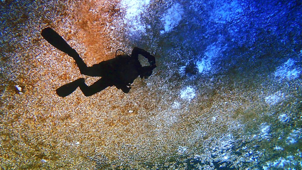 deep sea diving in Antartica