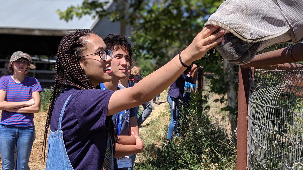 A UC Davis Pre-College student interacts with a horse during a lab at the Animal Science Horse Barn