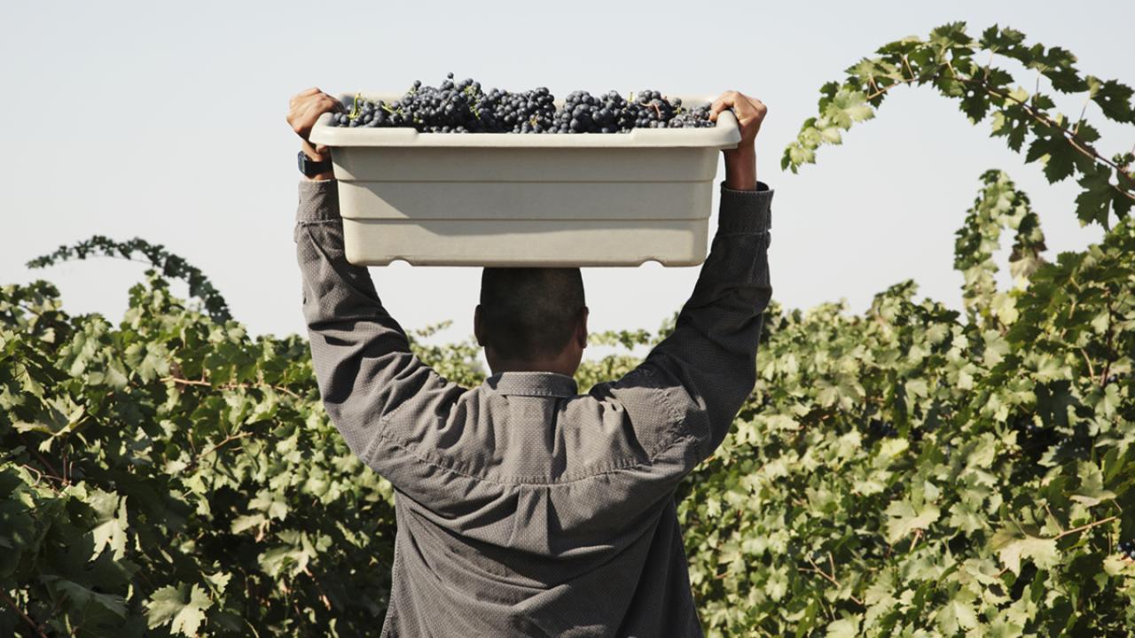 vineyard worker carries a bin of grapes above his head as he walks through the vineyard