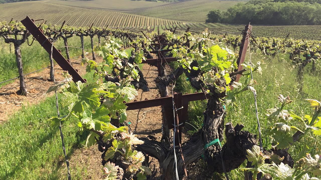 close up of Quadrilateral cordon trained Cabernet Sauvignon in Sonoma