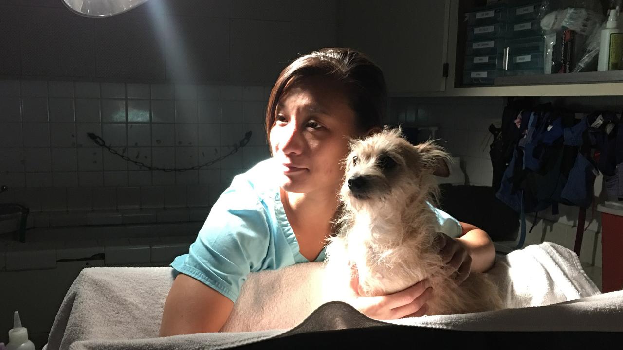 working as a vet assistant, vickie creates a comfortable trough for a dog for his abdominal ultrasound