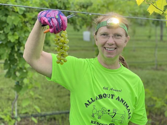 UC Davis Winemaking Certificate graduate Ann Kane poses in her vineyard holding a bunch of grapes with headlamp on
