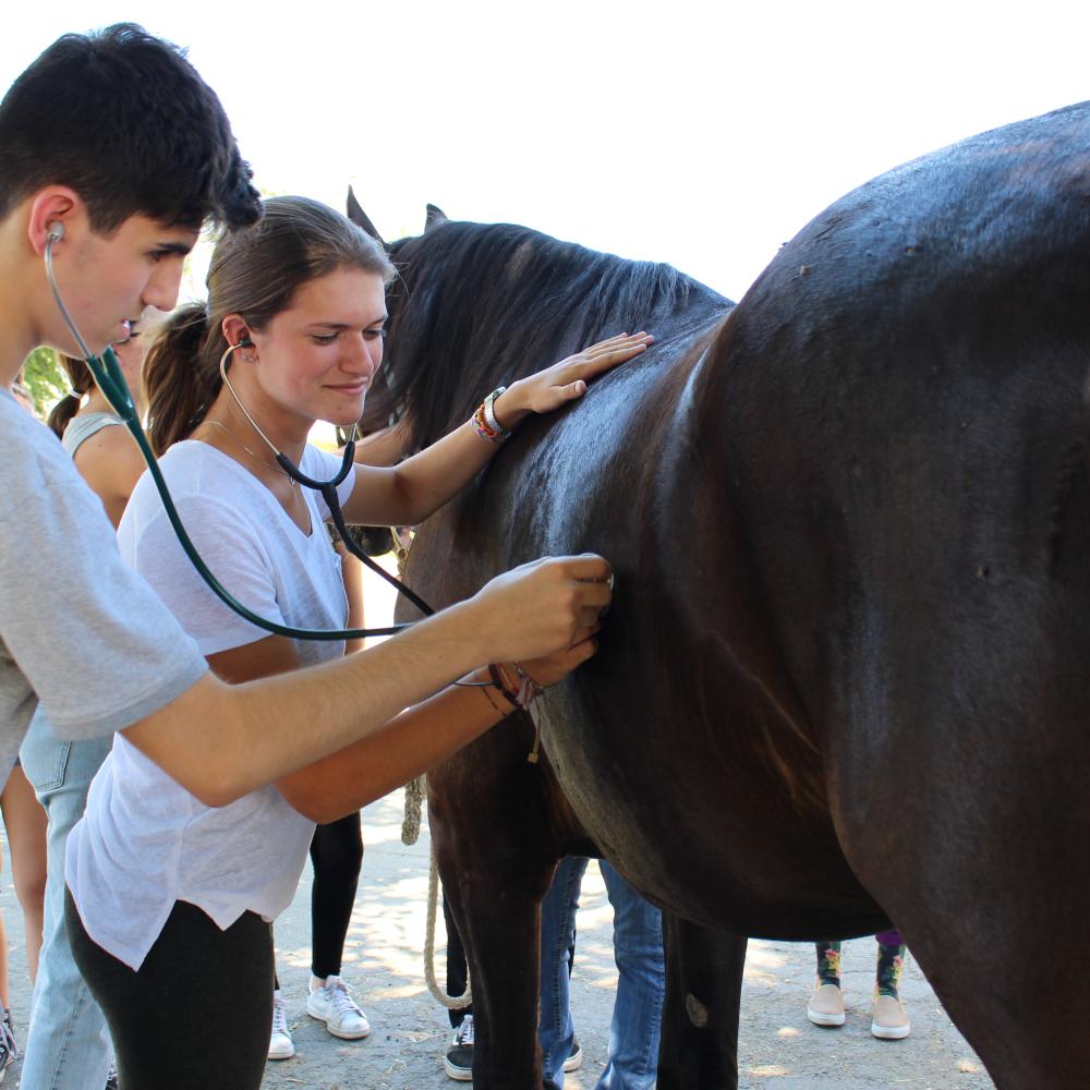 A young man using a stethoscope on a brown horse, while a girl observes nearby.