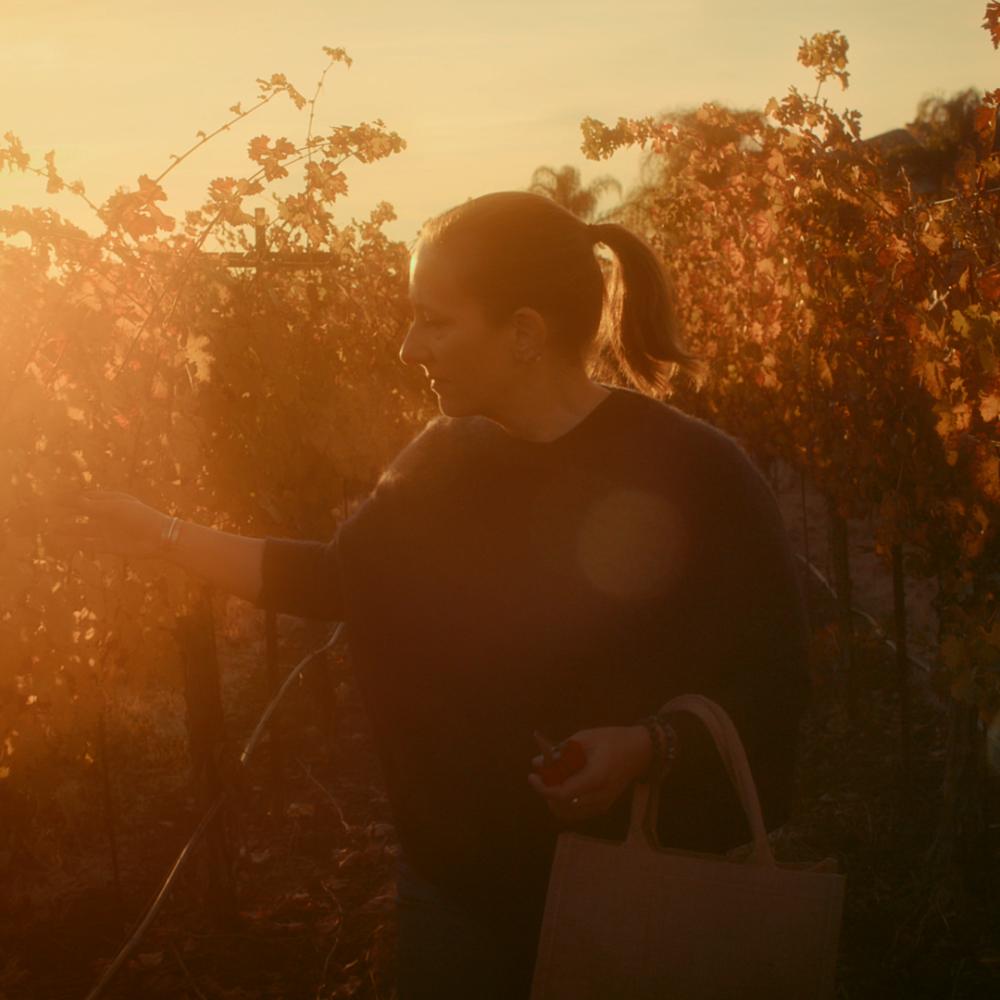 woman picking grapes in a vineyard