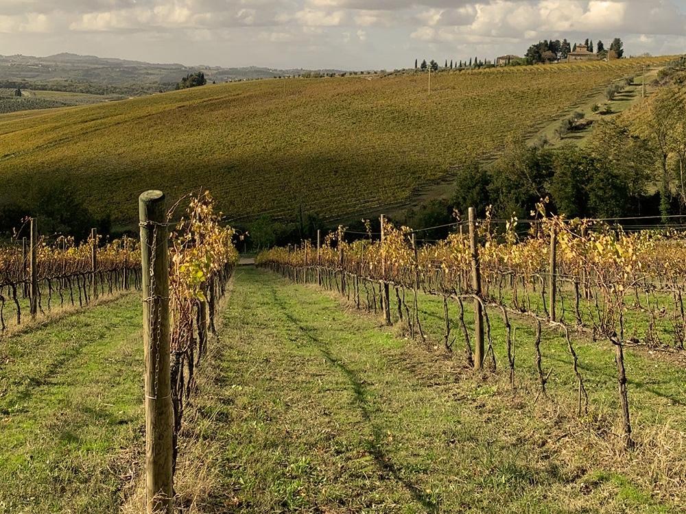 vineyards of Tenuta Tignanello in Chianti Classico