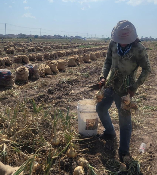 A farmworker in a field in Texas.