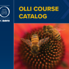OLLI fall 2025 course catalog cover depicting two honey bees on a flower