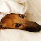 sleeping dog in a bed