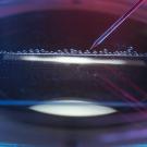 Abstract image of small bubbles in a petri dish. A syringe points toward the bubbles.