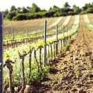 photo of vineyard