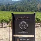 Kenwood vineyard on the Beauty Ranch property.jpg