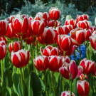 A field of red tulips in bloom