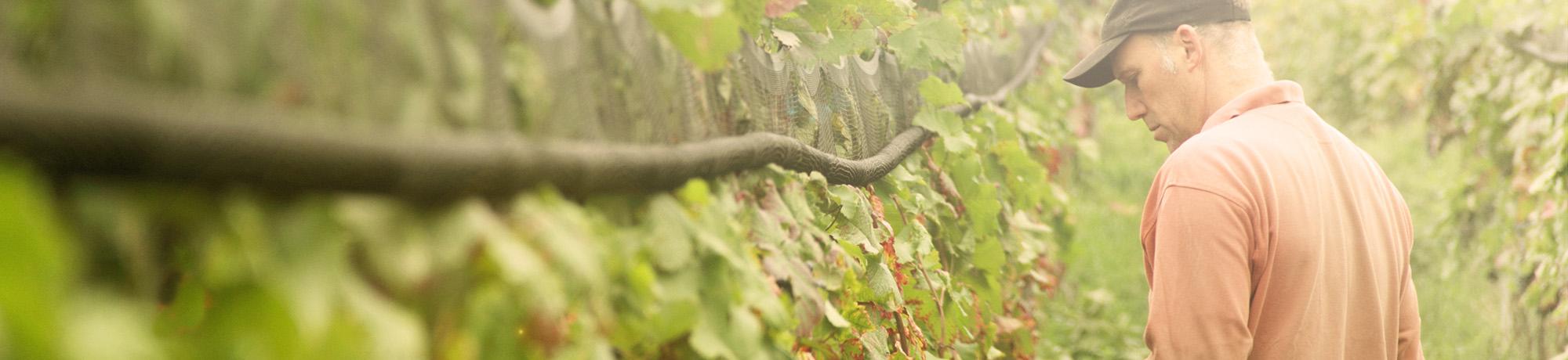 wine grower picking grapes from vine